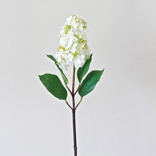 Paniculata Hydrangea - White SPECIAL OFFERS