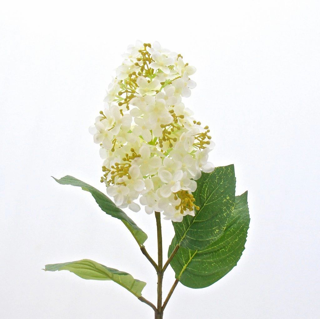 Paniculata Hydrangea - White SPECIAL OFFERS