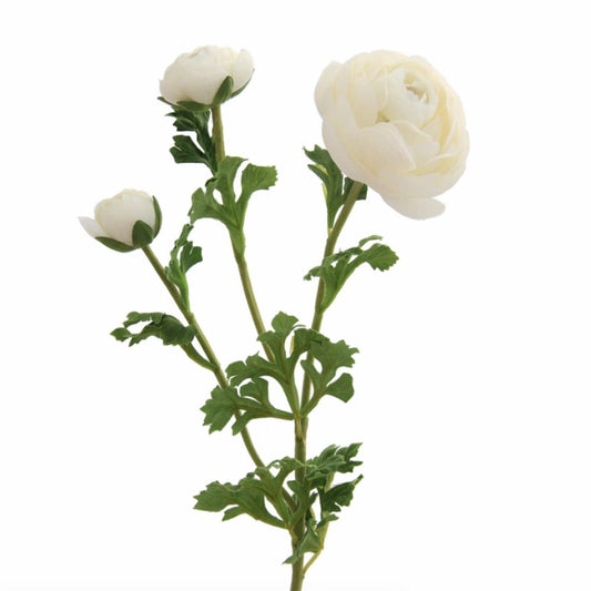 Ranunculus Spray Stem - White