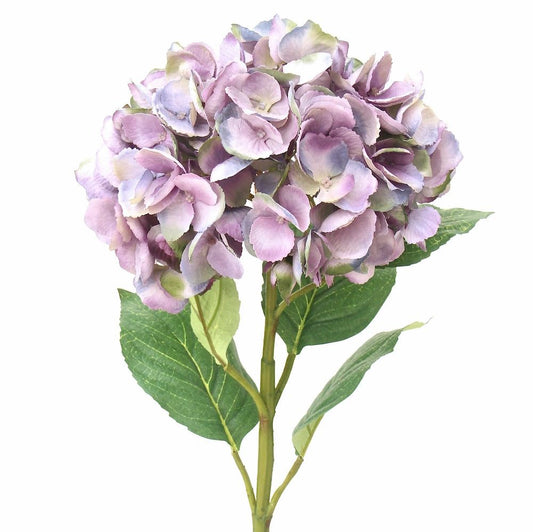 Lilac Hydrangea